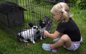Girl, 4 years, blonde, feeds three rabbits with dandelion, rabbit hutch, animal love, Seeg,