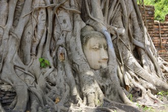 Tree roots growing around a sandstone buddha head in wat mahathat, ayutthaya historical park,