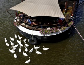 White swans swimming on vltava river near a floating restaurant with tourists enjoying lunch in