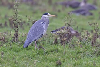 Grey heron (Ardea cinerea), standing in a meadow, Bieslicher Insel, Lower Rhine, North