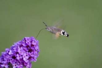 Pigeon tail (Macroglossum stellatarum), in flight, flower, proboscis, Germany, In flight, the