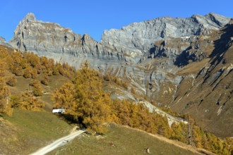 Golden autumn in the Ovronnaz hiking area, the Petit Muveran and Grand Muveran peaks behind,