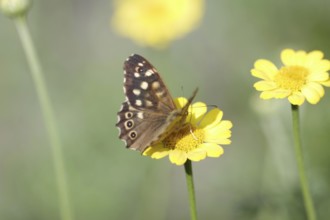 Pararge aegeria, Cota tinctoria, nectar, Germany, With spread wings the moth sits on a yellow