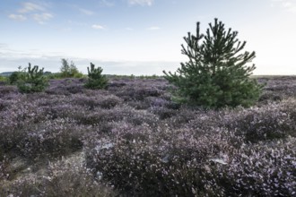 Heath landscape at sunrise, Emsland, Lower Saxony, Germany
