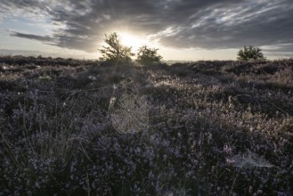 Spider's web in heathland at sunrise, Emsland, Lower Saxony, Germany