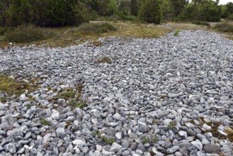 Rügen flint fields, flints, Mecklenburg-Western Pomerania, Germany