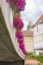 Flowers hanging from a bridge over a road, buildings in the background, small town of Perle Calw,