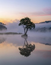 Lone single tree reflected in the still waters of a foggy lake at sunrise, AI generated