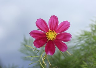 Ornamental basket 'Sensation Mix' (Cosmos bipinnatus), fifteen weeks after sowing, North