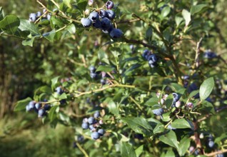Collect and pick blueberries, bilberries (Vaccinium myrtillus)