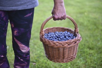 Blueberries, bilberries, (Vaccinium myrtillus) in a basket