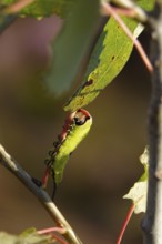 Fork-tailed Caterpillar, August, Saxony, Germany