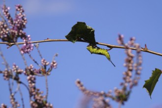 Fork-tailed Caterpillar, August, Saxony, Germany