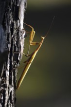 Praying mantis, August, Saxony, Germany