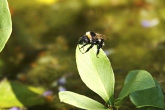 Bumblebee on a leaf, July, Germany