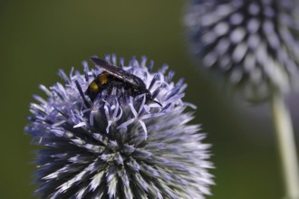 Scolia hirta, July, Germany
