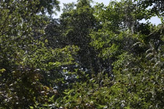 Irrigation of trees in summer, Germany