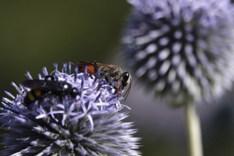 Scolia hirta and grasshopper sand wasp, July, Germany