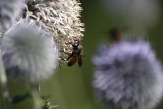 Grasshopper sand wasp, July, Germany