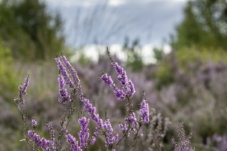 Heather (Calluna vulgaris), Emsland, Lower Saxony, Germany