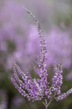 Heather (Calluna vulgaris), Emsland, Lower Saxony, Germany