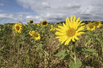 Sunflowers (Helianthus annuus), Emsland, Lower Saxony, Germany