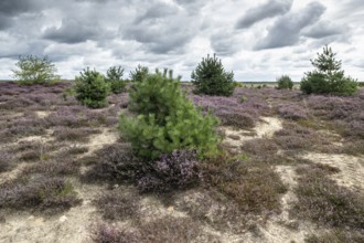 Heathland (Calluna vulgaris), Emsland, Lower Saxony, Germany