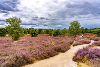 Westruper Heide, in the Hohe Mark Westmünsterland nature park Park, near Haltern am See, heather