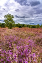 Westruper Heide, in the Hohe Mark Westmünsterland nature park Park, near Haltern am See, heather