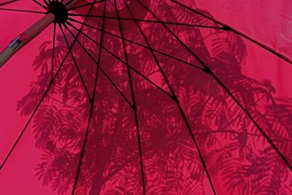 Red parasol with shade cast by a silk tree (Albizia julibrissin), Bavaria, Germany
