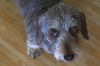 Portrait of a rough-haired dachshund (Canis lupus familiaris), Baden-Württemberg, Germany