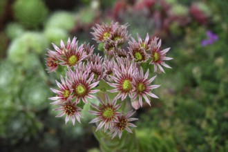Flowering roof houseleek (Sempervivum tectorum), Baden-Württemberg, Germany