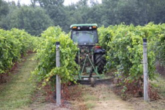 Berrien Springs, Michigan - Durling a light rain storm, a farmer mows between rows of grapes on a