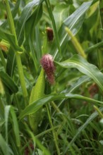 New Troy, Michigan - Corn growing in a farmer's field in southwest Michigan