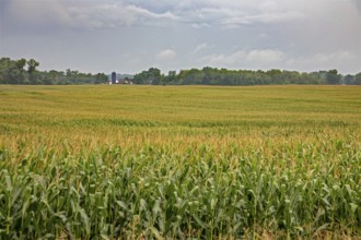 New Troy, Michigan - Corn growing in a farmer's field in southwest Michigan