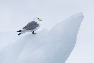 Black-legged kittiwake (Rissa tridactyla) sitting on iceberg, Konowbreen, Spitsbergen, Svalbard