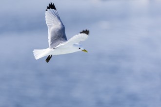 Black-legged kittiwake (Rissa tridactyla) flying over water, Faksevagen, Spitsbergen, Svalbard