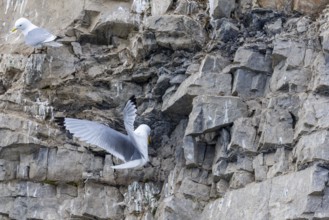 Group of kittiwakes (Rissa tridactyla) in a field wall, nesting sites, Mushamna, Spitsbergen,