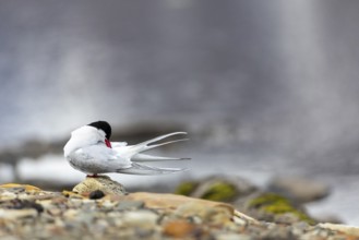 Arctic Arctic Tern (Sterna paradisaea) preening its plumage, Terns (Sterninae), Longyearbyen,