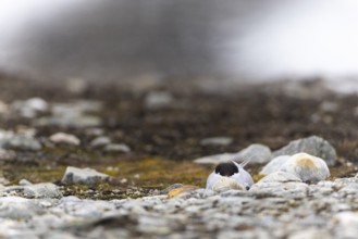 Arctic Arctic Tern (Sterna paradisaea) breeds in the gravel bed, Terns (Sterninae), Gravnesodden,