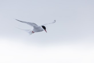 Arctic Arctic Tern (Sterna paradisaea) in a shaking flight to catch fish, Terns (Sterninae),