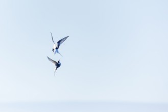 Two Arctic Terns (Sterna paradisaea) in flight, Terns (Sterninae), Longyearbyen, Spitsbergen,