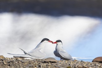 Arctic Arctic Tern (Sterna paradisaea), pair, food, nuptial gift, terns (Sterninae), gravel ground,