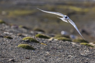 Arctic Arctic Tern (Sterna paradisaea) flying over land, Terns (Sterninae), Longyearbyen,