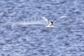 Arctic Arctic Tern (Sterna paradisaea) in shaking flight over water, Terns (Sterninae),