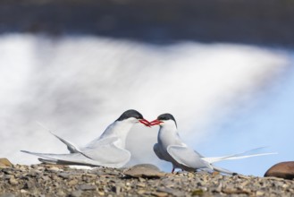 Arctic Arctic Tern (Sterna paradisaea) presents bridal gift, Terns (Sterninae), Longyearbyen,
