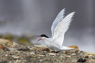 Arctic Arctic Tern (Sterna paradisaea) warns with open wings, Terns (Sterninae), Longyearbyen,