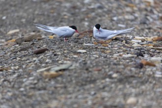 Arctic Arctic Tern (Sterna paradisaea) at the clutch, Terns (Sterninae), Longyearbyen, Spitsbergen,