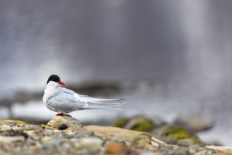 Arctic tern (Sterna paradisaea) sitting on stone, terns (Sterninae), Longyearbyen, Spitsbergen,