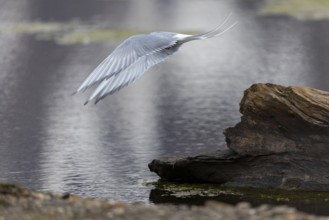 Arctic Arctic Tern (Sterna paradisaea) taking off, Terns (Sterninae), Longyearbyen, Spitsbergen,